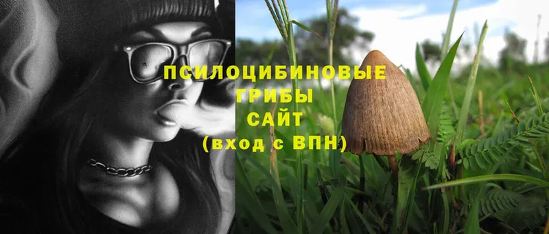 купить наркотики сайты  Орлов  Псилоцибиновые грибы Psilocybe 